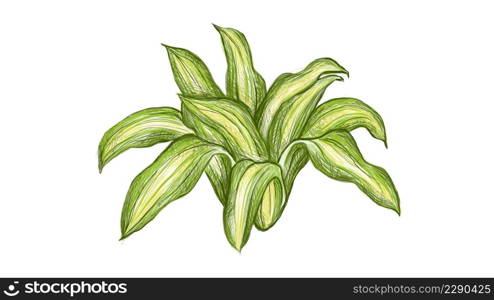 Illustration of Beautiful Fresh Green Dracaena Fragrans or Cornstalk Dracaena Plants Isolated on A White Background.