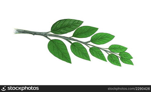 Illustration of Beautiful Fresh Green Leaves Isolated on A White Background.