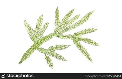 Illustration of Beautiful Fresh Green Selaginella Flabellata Leaves Isolated on A White Background. 