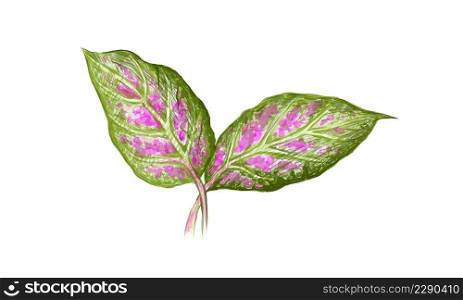 Illustration of Beautiful Green, Pink and White Dieffenbachia, Aglaonema, Chinese Evergreens or Dumb Cane Plant. 