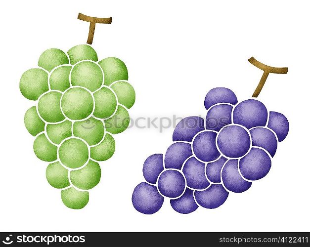 Illustration of bunches of grapes