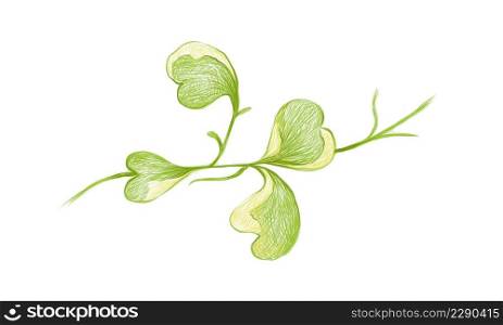 Illustration of Hoya Kerrii Craib or Heart Leaf Hoya on White Background.