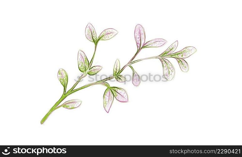Illustration of Manila Tamarind or Pithecellobium Dulce Benth with Green Leaves on Tree Branch. 