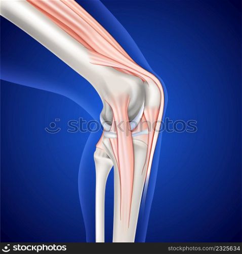 Illustration of musculoskeletal leg and knee on dark blue background, used for medical and educational use.