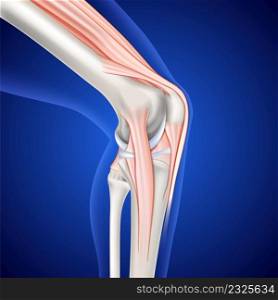 Illustration of musculoskeletal leg and knee on dark blue background, used for medical and educational use.