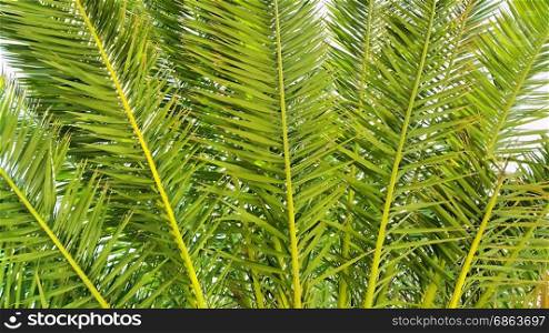 Illustration of palm branches closeup nature background