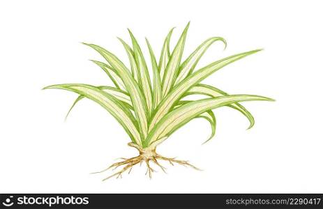 Illustration of Pandanus Veitchii Plants or Stripes Screw Pine Decoration in The Beautiful Garden. A Agave Plants with Thick and Fleshy Leaves.
