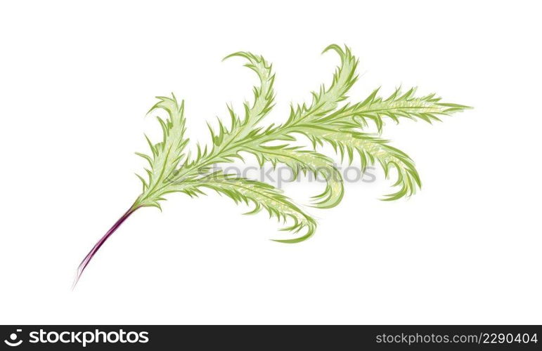 Illustration of Phlebodium Aureum or Golden Serpent Fern Leaf on White Background.  