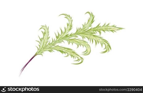 Illustration of Phlebodium Aureum or Golden Serpent Fern Leaf on White Background.  