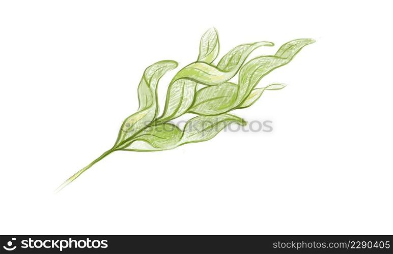 Illustration of Phlebodium Aureum or Golden Serpent Fern Leaf on White Background.