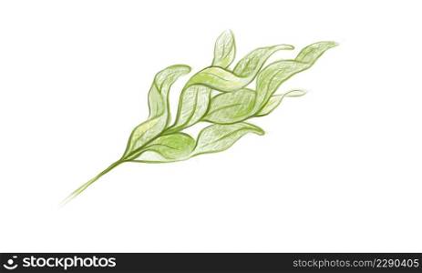 Illustration of Phlebodium Aureum or Golden Serpent Fern Leaf on White Background.