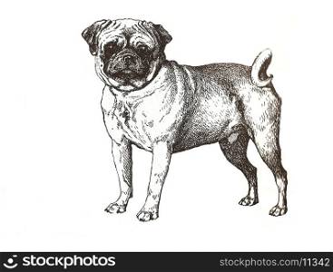 illustration of pug carlin in black and white