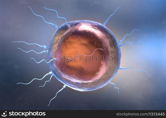 Illustration of sperm and egg cell. 3D illustration. Illustration of sperm and egg cell