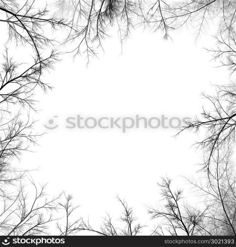 Illustration of tree branches isolated on the white background