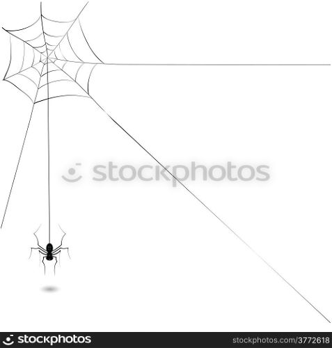 illustration with black spider for your design