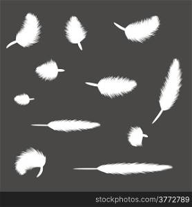 illustration with set of feathers for your design