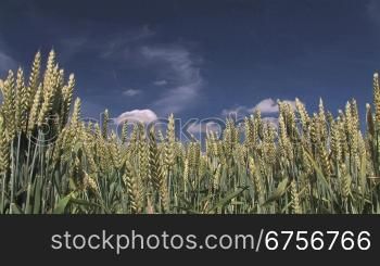 Im Vordergrund bewegt sich der Weizen im Wind, im Hintergrund dunkelblauer Himmel mit wei?e W?lkchen