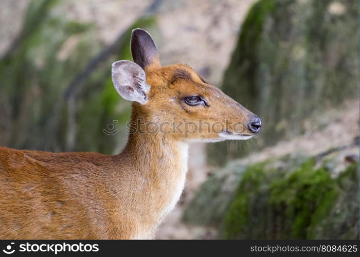 Image of a barking deer on nature background.