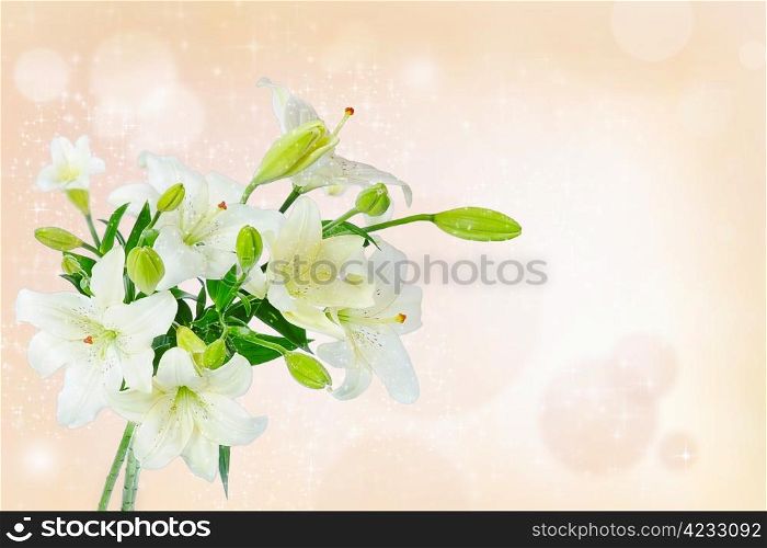 image of a beautiful white lily flowers.