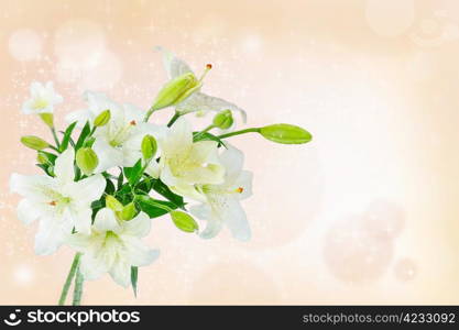 image of a beautiful white lily flowers.