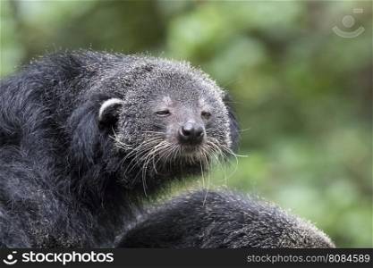 Image of a binturong on nature background.
