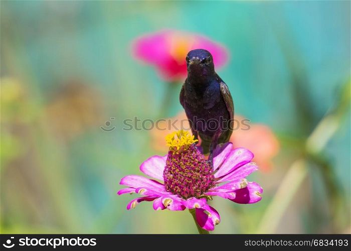 Image of a bird (purple sunbird) perched on flowers. Wild Animals.