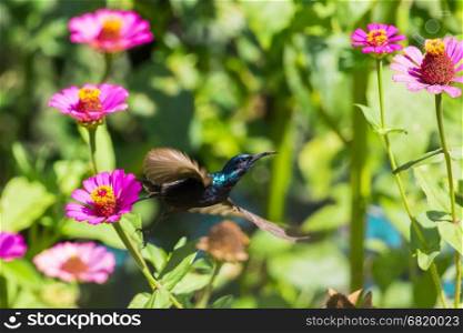 Image of a bird (purple sunbird). Wild Animals.