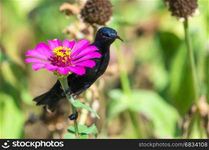 Image of a bird (purple sunbird). Wild Animals.