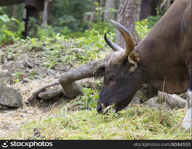 Image of a brown bull on nature background.