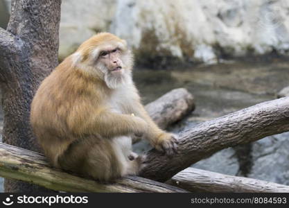 Image of a brown rhesus monkeys on nature background.