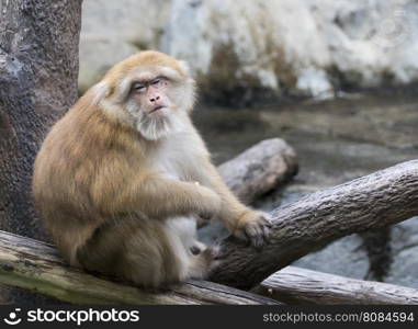 Image of a brown rhesus monkeys on nature background.