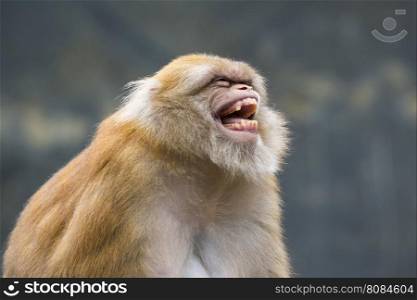 Image of a brown rhesus monkeys on nature background.
