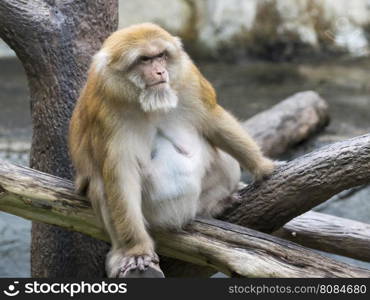 Image of a brown rhesus monkeys on nature background.