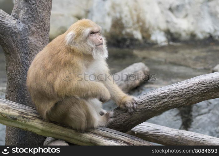 Image of a brown rhesus monkeys on nature background.