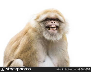 Image of a brown rhesus monkeys on white background.