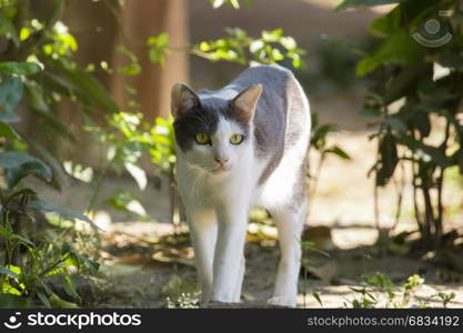 Image of a cat on nature background, Pet.