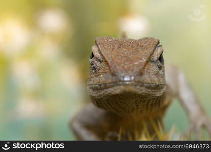 Image of a chameleon on nature background. Reptile. Animal.