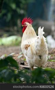 Image of a chicken on nature background. Farm animals.