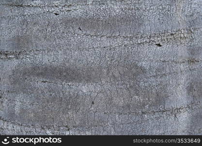 image of a chily wine palm tree bark texture