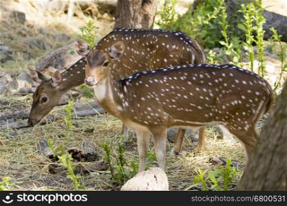 Image of a chital or spotted deer on nature background. wild animals.