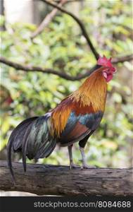 Image of a cock on nature background