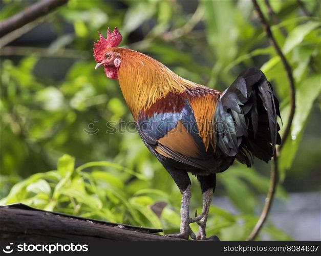 Image of a cock on nature background. Rooster