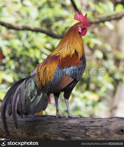 Image of a cock on white background.