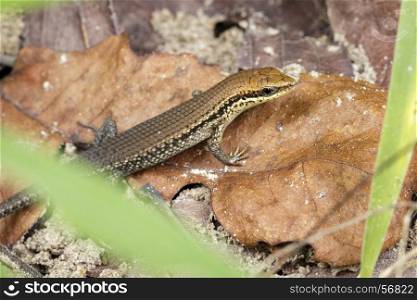 Image of a common garden skink (Scincidae) on dry leaves. Reptile Animal