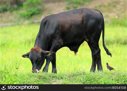 Image of a cow on nature background