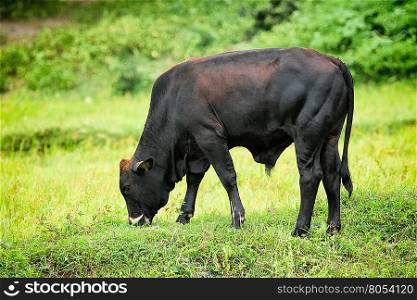Image of a cow on nature background. - Vintage Filter