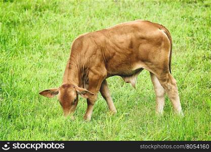 Image of a cow on nature background. - Vintage Filter