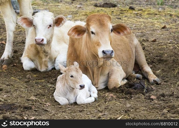 Image of a cow relax on nature background. Farm Animam.