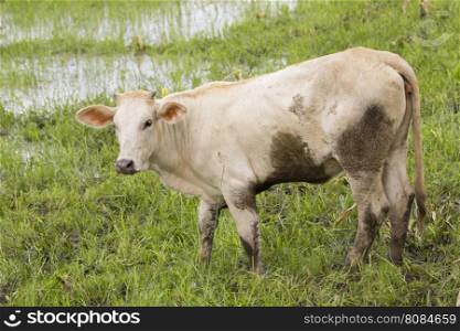 Image of a cow standing staring on nature background.