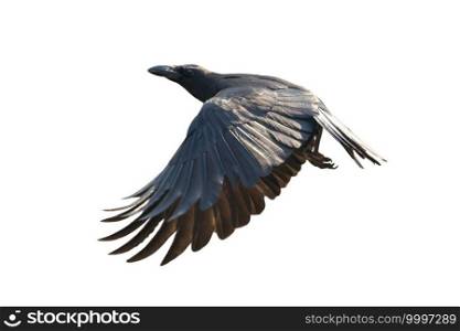 Image of a crow flapping its wings isolated on white background. Birds. Wild Animals.